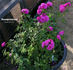 Rosenprinzessin rose photo