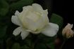 White Queen rose photo