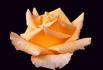 Doris Reese rose photo