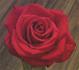 Visa rose photo