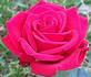 Visa rose photo