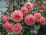 Kaiserin Farah rose photo