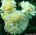 SAVaday rose photo