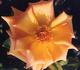 Jacob van Ruysdael rose photo
