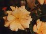 Jacob van Ruysdael rose photo