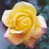 Concorde ® 92 rose photo