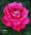 Bambey rose photo