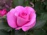 Ferrin rose photo
