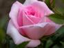 Bingo Queen ™ rose photo