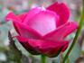 Trickster rose photo