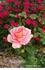 Pink Talisman rose photo