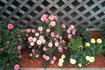 Lights of Broadway rose photo