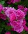 Rosenprinzessin rose photo