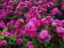 Rosenprinzessin rose photo