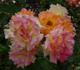 Circus ® rose photo