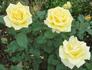 Golden Fantasy rose photo