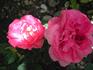 Charles Quint rose photo