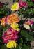 Dr. Faust rose photo