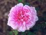 Enfant de France nouveau rose photo