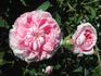 Queen of Denmark rose photo