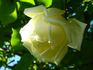 Marie van Houtte, Cl. rose photo