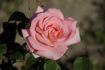 Bride rose photo