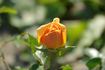 Bernstein rose photo
