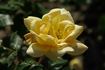 Bernstein rose photo