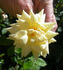 CALXAHI rose photo