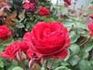 Adagio rose photo