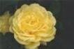 Bruocsella ® rose photo