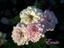 Ernie rose photo