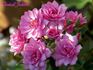 Orchid Jubilee ™ rose photo