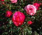 Herfordia rose photo