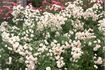 Schoone Gezelle Blomme rose photo