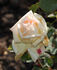 Daylight rose photo