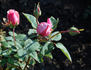 Alsace rose photo