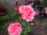 Louisiana rose photo