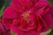 Albert la Blotais rose photo