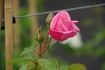 Dancing Queen rose photo