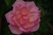 Dancing Queen rose photo