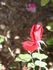 Baden-Baden rose photo