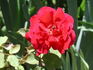 Baden-Baden rose photo