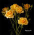 Always Love You rose photo