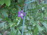 Aotearoa clematis photo