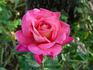 Elsie Melton rose photo
