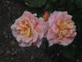 Jan's Wedding rose photo