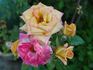 Sunswept ™ rose photo