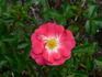 Inge Schubert rose photo