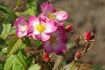 Deutsches Danzig rose photo